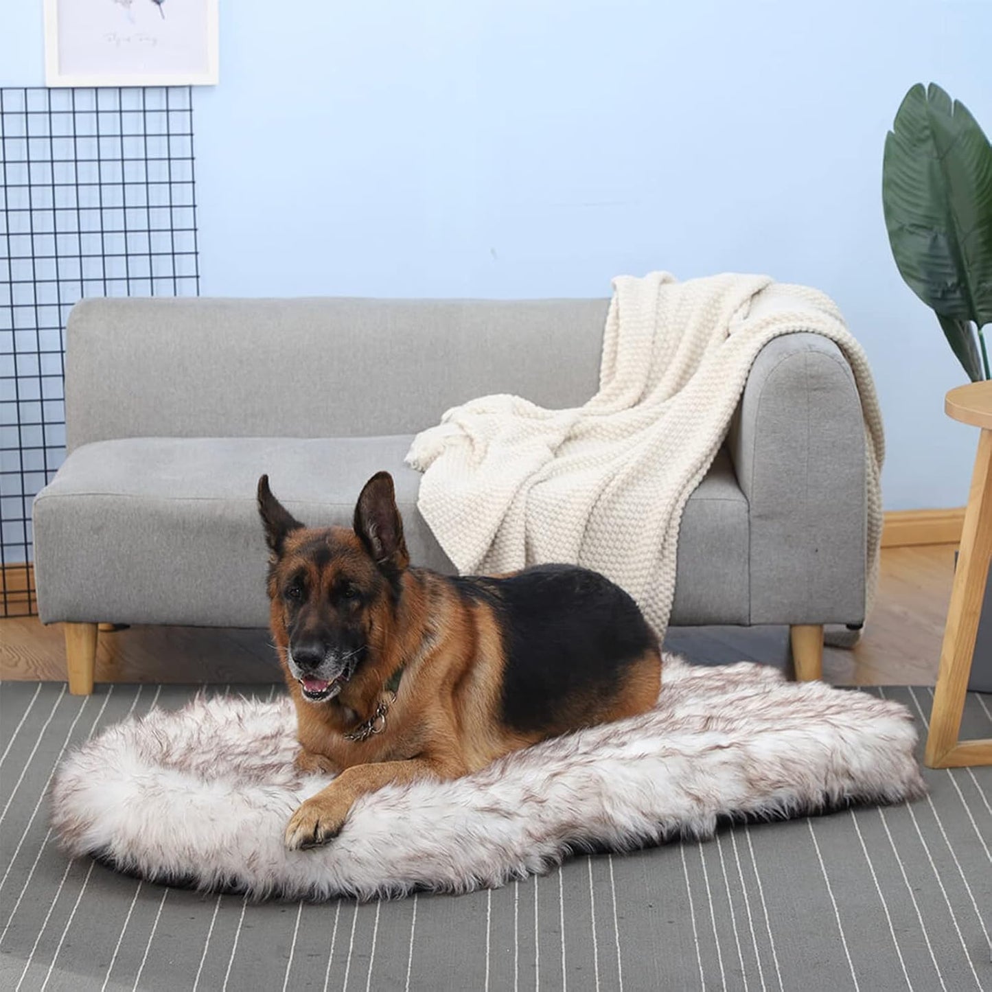Luxury Orthopedic Memory Foam Dog Bed